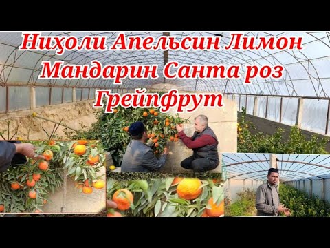 Видео: Цитрусҳо Апельсин Мандарин Лимон Грейпфрут Санта роз 009885315 Ватсапп нихолои Фуруши
