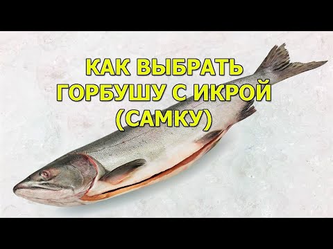 Видео: Как выбрать горбушу с икрой. Как отличить самку от самца