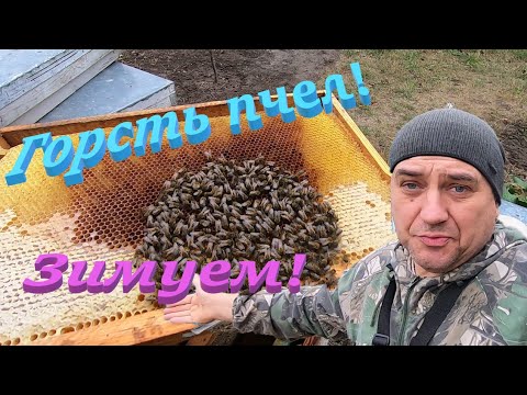 Видео: ✅ Горсть пчел КАК УСИЛИТЬ и перезимовать! #пчеловодство1