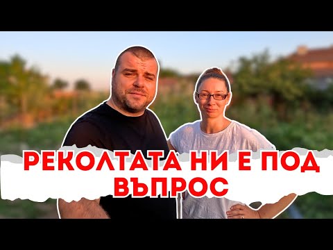 Видео: Реколтата ни е под въпрос | Milchevi BG