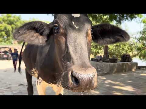Видео: Аджнокх – деревня Индулекхи, одной из восьми главных подруг Радхарани