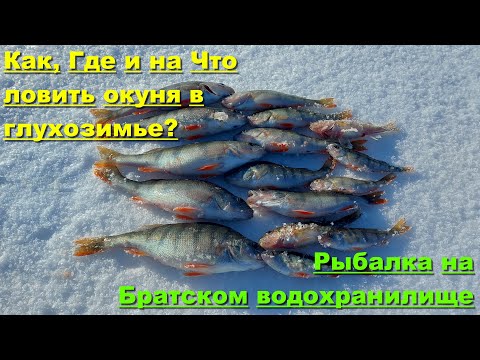 Видео: Ловля окуня в глухозимье. Ловля окуня на Братском водохранилище