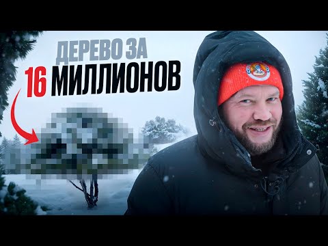 Видео: ДЕРЕВО ЗА 16 000 000. Что такое Ниваки?