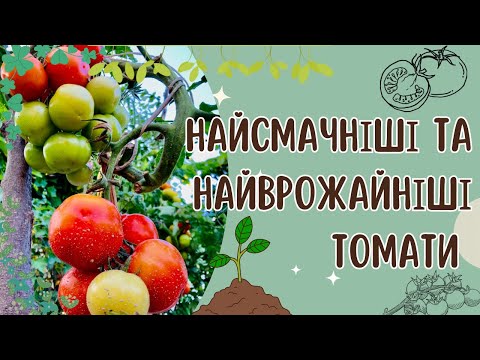 Видео: Найкращі гібриди томатів від світових селекціонерів🍅