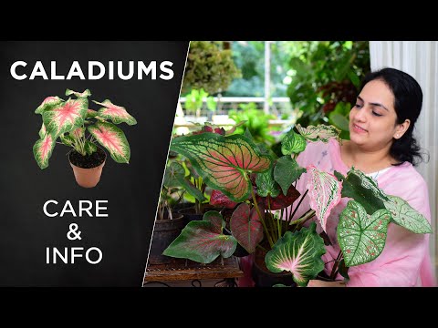 Видео: Уход за каладиумом и информация | Всё, что вам нужно знать #комнатныерастения #каладиумы #уходзар...