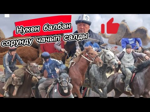 Видео: Нукен балбандын улагы