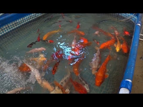 Видео: Осётр в маленьком пруду. Часть 1 (06.05.2019)