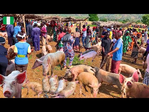 Видео: Крупнейший свиной рынок в Нигерии 🇳🇬 Западная Африка