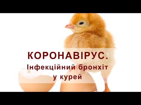 Видео: Коронавірус. Інфекційний бронхіт у птиці. (Коронавирус. Инфекционный бронхит кур)