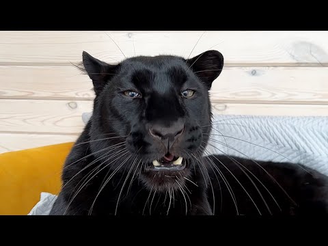 Видео: Рассказываю про шов у Луны / Домашние дела