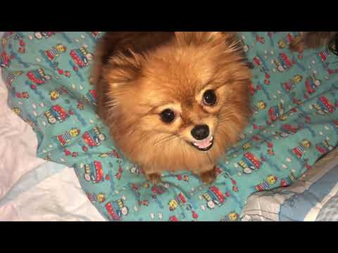 Видео: Шпиц и Йорк беременны одновременно, наши новости, новые погрызушки для собак