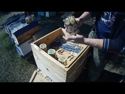 Видео: БАНКИ С СОТОВЫМ МЁДОМ \\ ПЧЕЛОВОДСТВО
