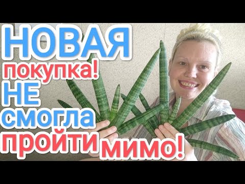 Видео: Сажаю ДВЕ новые большие цилиндрические сансевиерии #сансевиерия #пересадка #комнатныерастения
