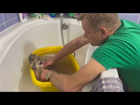 Видео: СРОЧНОЕ СПАСЕНИЕ ЛЬВЯТ!Львица бросила трех из пяти львят и они застыли! Олег Зубков спешит на помощь