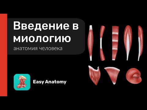 Видео: Введение в миологию