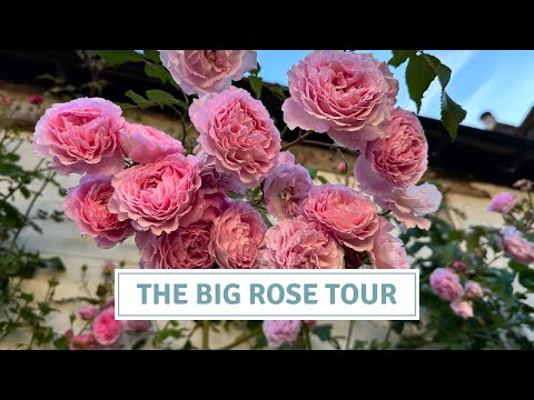 Видео: Тур «June Rose Tour», Дэвид Остин «Розы в моём коттеджном саду» // Коттоверди