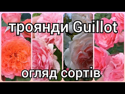 Видео: Троянди 🌹Гійо (Guillot) ♥️Огляд сортів🌹 Раджу - не раджу 😉