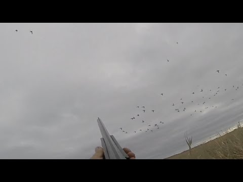 Видео: ОХОТА НА СЕВЕРНУЮ УТКУ. ОХОТА В НОВОСИБИРСКОЙ ОБЛАСТИ. УТКА ДВИНУЛАСЬ