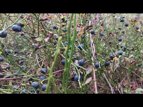 Видео: сбор крупной черники и лисичек