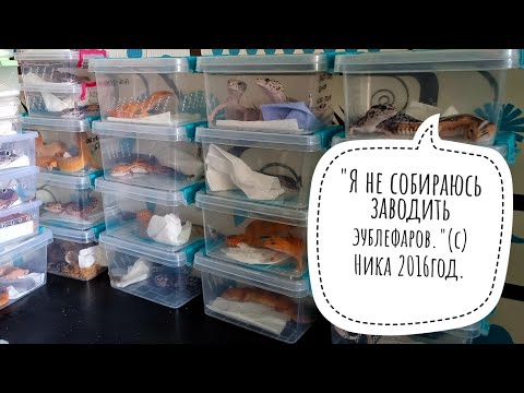 Видео: Первые переселенцы в Совиный дол. Драконы понаехали!