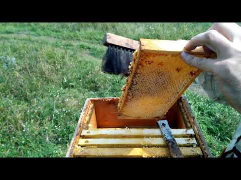 Видео: Откачка меда из ульев МФУ в конце сезона (август 2019) #пчеловодонлайн #pchelovodonline
