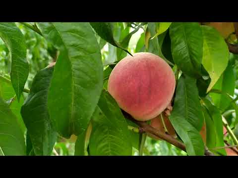 Видео: Персик Алибланка поздний, с белой мякотью