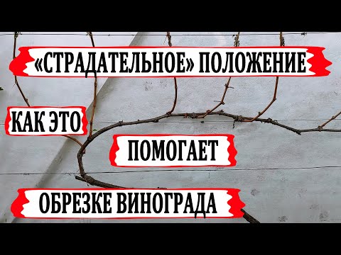 Видео: 🍇 Запомните ЭТОТ СТРАДАТЕЛЬНЫЙ прием при ОБРЕЗКЕ ВИНОГРАДА и ОБЯЗАТЕЛЬНО сделайте его весной.