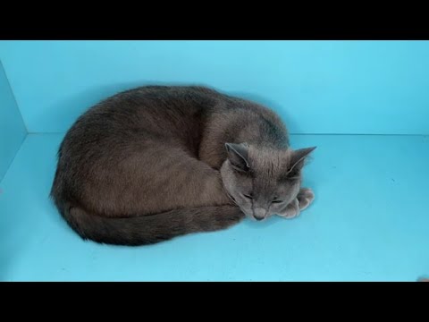 Видео: Моему коту Три года - Мой отзыв на кота породы русская голубая кошка