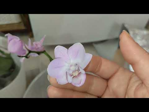 Видео: #Орхидеи#новинки. Лемана про 👾