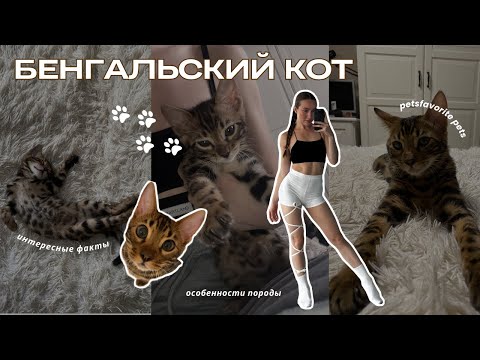 Видео: БЕНГАЛЬСКИЙ КОТ | всё о породе: чем кормить бенгальского кота, прививки, прогулки