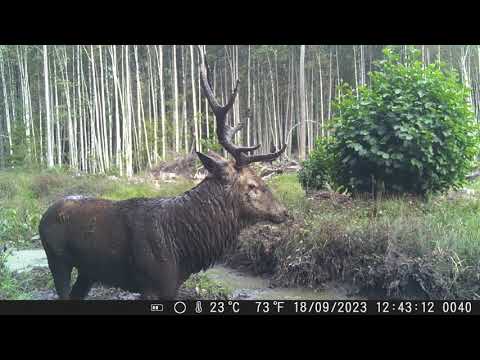 Видео: Поведение оленей-самцов на грязевой купальне во время рева