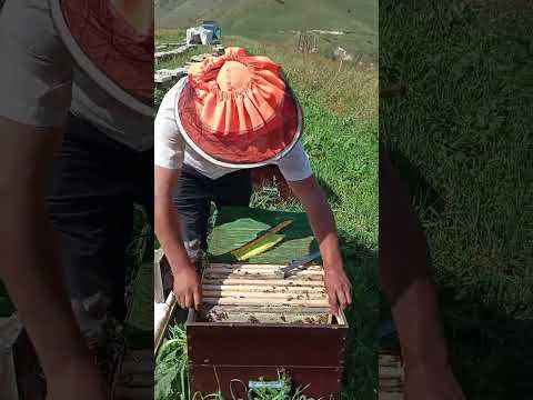 Видео: Токтогул Район село Толук Термечик жайлоо.