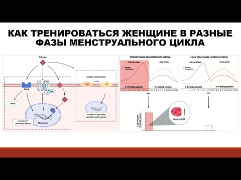 Видео: КАК ТРЕНИРОВАТЬСЯ ЖЕНЩИНЕ В РАЗНЫЕ ФАЗЫ МЕНСТРУАЛЬНОГО ЦИКЛА