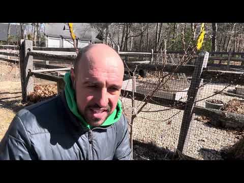 Видео: Резитба на 3 годишна праскова ! Овошни дръвчета !