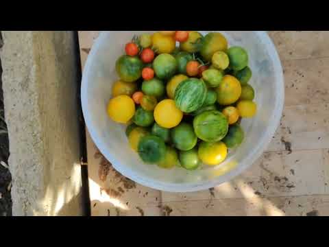 Видео: СОБИРАЮ ПОМИДОРЫ И ПЕРЕЦ🍅🍅🍅🌶️🌶️🌶️ ОЖИДАЕТСЯ ПОХОЛОДАНИЕ.