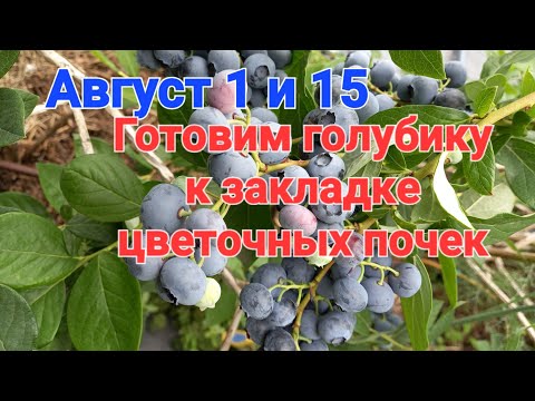 Видео: Подготовка ГОЛУБИКи К ЗАКЛАДКЕ ЦВЕТОЧНЫХ ПОЧЕК 