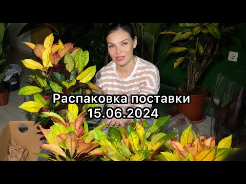 Видео: Распаковка растений из Голландии, крупномеры и не только👌