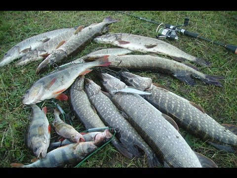 Видео: Megabass Vision OneTen plus 1 ! ЩУЧИЙ ЖОР !!!