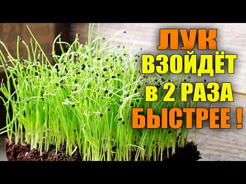 Видео: ЛУК ВСХОДИТ В 2 РАЗА БЫСТРЕЕ ПРИ ТАКОМ ПОСЕВЕ!