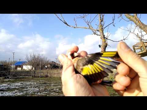 Видео: Ловля щегла на западок ,весна 2021г