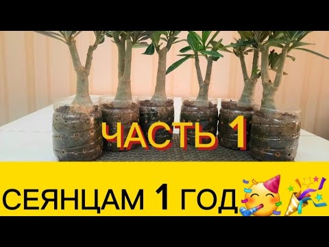 Видео: Первый обзор корней моих годовалых сеянцев адениумов обесум микс. Болталка-пересадка. Часть 1.