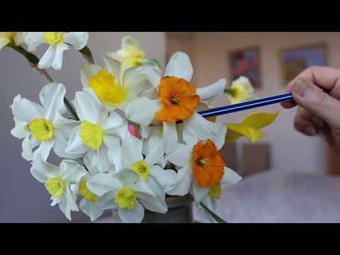 Видео: Урок по рисованию нарциссов.