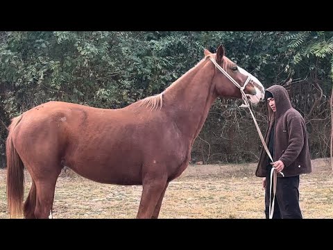 Видео: Уроонго Жаш Чоон Бээ экен +996-779-451-106.   22 октября 2025 г.