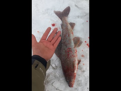 Видео: И снова апрель и снова хариус