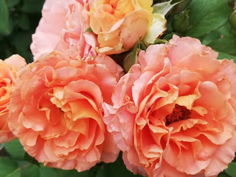 Видео: Розы.  Посадка в августе и РЕЗУЛЬТАТ