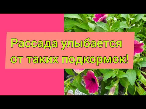 Видео: Чем накормить петунию?//Новые схемы!