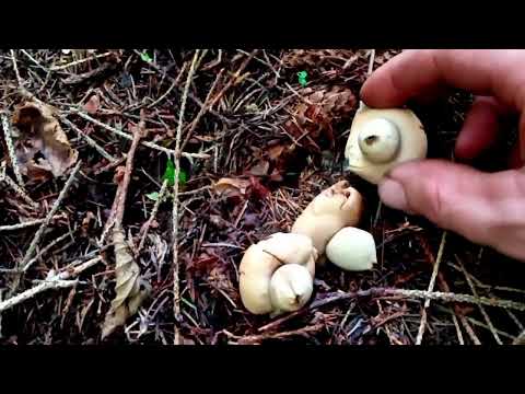 Видео: Охота за редкими грибами: веселка, трюфель и звёздчатка | Осенние Карпаты