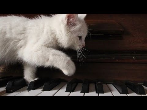 Видео: Плейлист, но ты вроде как обрёл покой               (*´ω｀)