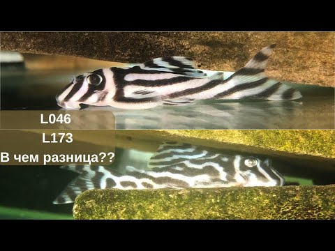 Видео: Разница между Л046 и Л173. Номерные сомы.