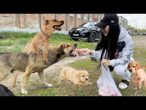 Видео: СКАНДАЛ с ХЕЙТЕРАМИ / Кормим бездомных собак и кошек.